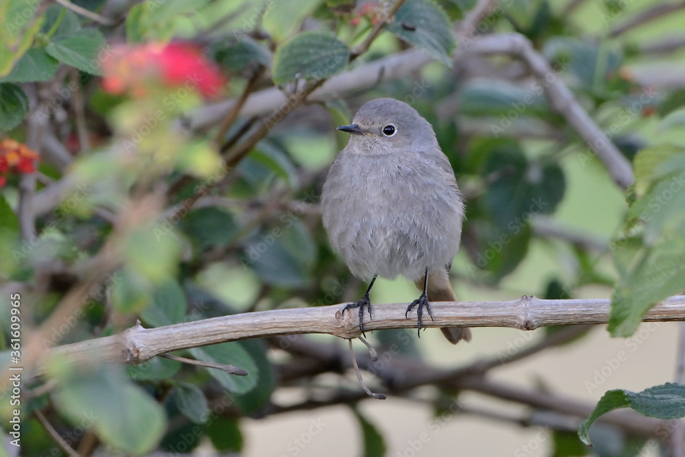 Fototapeta premium papamoscas gris posado en una rama con hojas verdes (Muscicapa striata) Ojén Andalucía España 