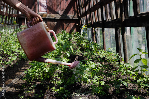 watering plants in the garden from a pink watering can in a greenhouse