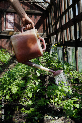 watering plants in the garden from a pink watering can in a greenhouse