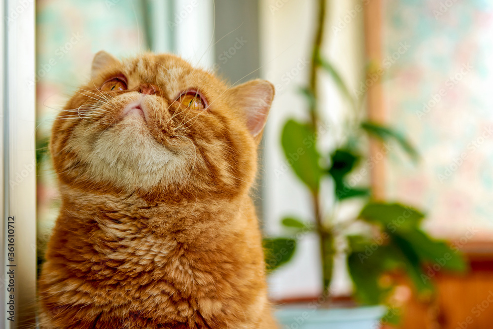 Orange exotic store shorthair