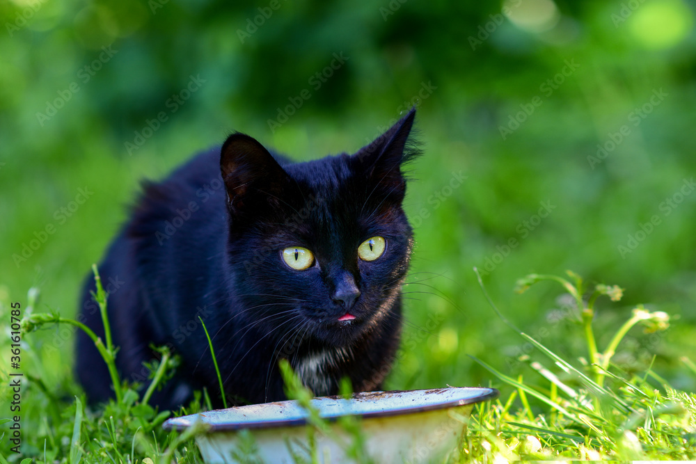 A dark cat with green eyes sits in the grass, near a Cup of food.