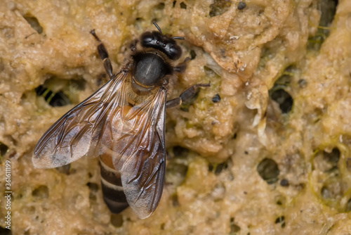 Indian Rock Honeybee (Apis dorsata)