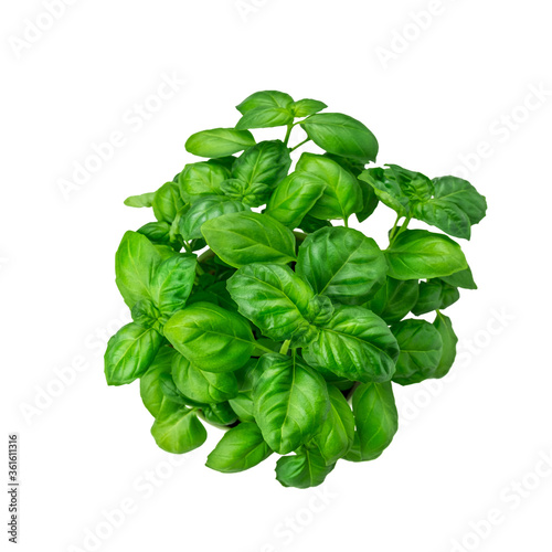bunch of fresh juicy basil isolated on a white background