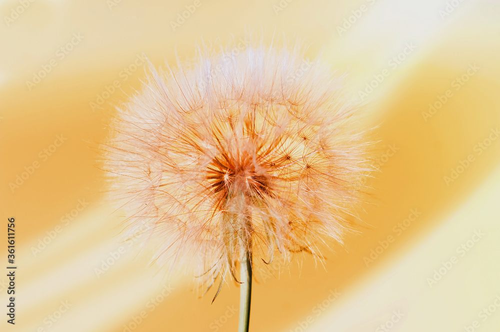 Creative summer concept with white dandelion inflorescences and shadow on pastel background.