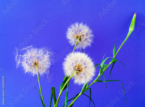White dandelions inflorescence on blue background. Concept for festive background or for project. Hello Summer.