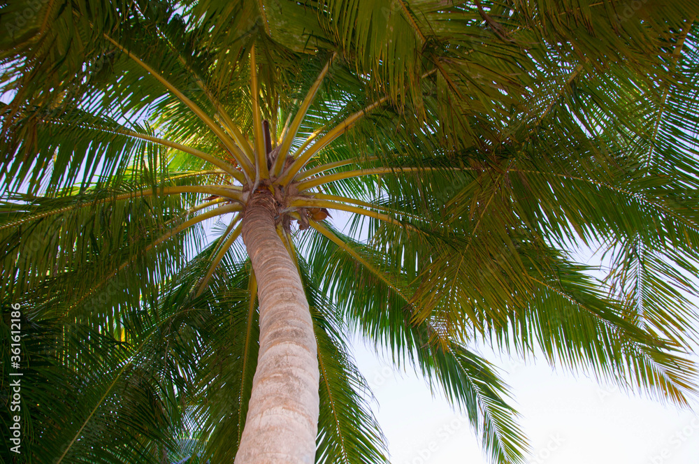 Fototapeta premium Crown of palm tree, view from below.