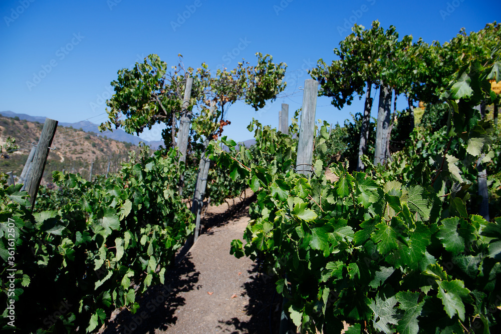 Fototapeta premium green grape leaves, vinicola Chile, blue sky