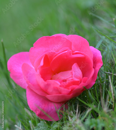 Wallpaper Mural Rose Torontodigital.ca