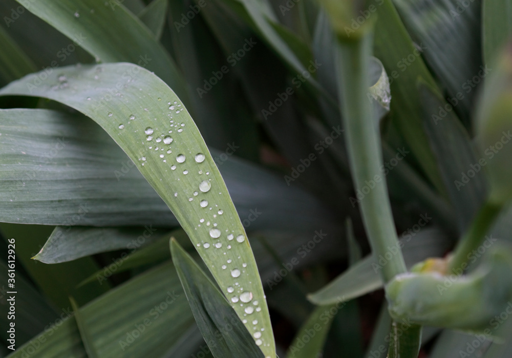 Fototapeta premium Drops of water lie on the leaves of flowers in the garden in the summer. Close-up.