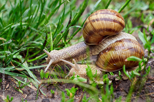 One snail climbing another snail ( Helix Pomatia )	