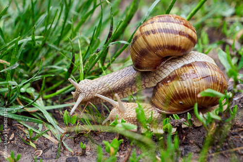 One snail climbing another snail ( Helix Pomatia ) 