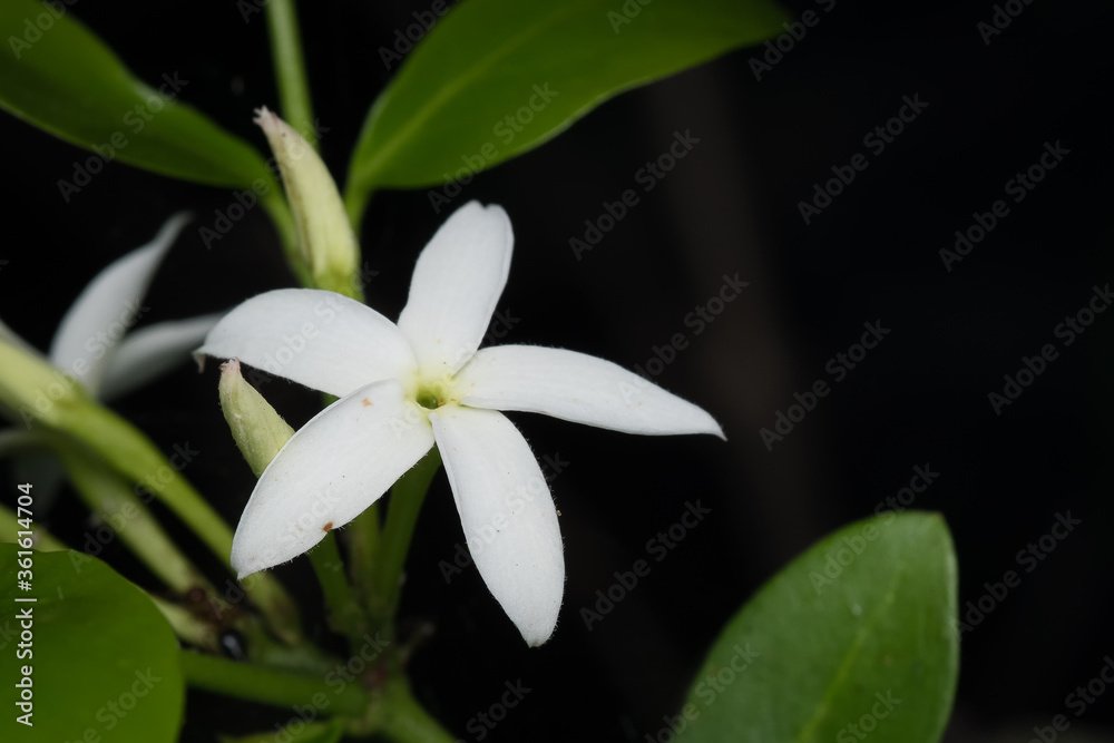 Jasmine flower along with its leaves and dark background Jasmine flower along with its leaves and dark background