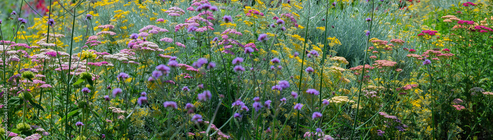 garden with perennials flowers close up