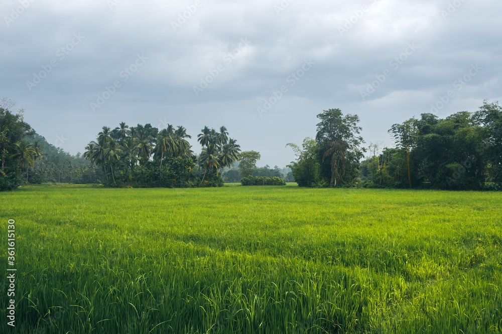 Tropical field and palms landscape. Nature background. Tropical field and palms landscape. Nature background.