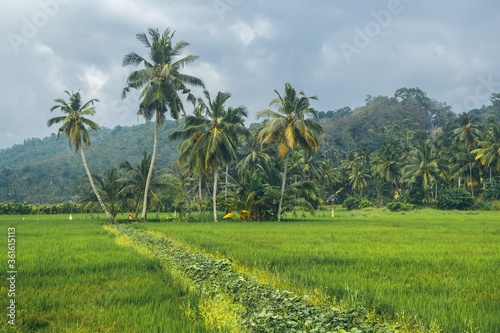 Tropical field and palms landscape. Nature background.