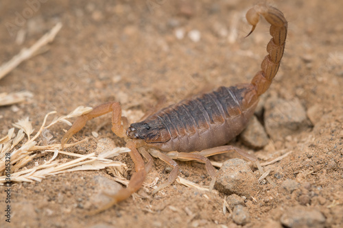 Indian red scorpion in attack position