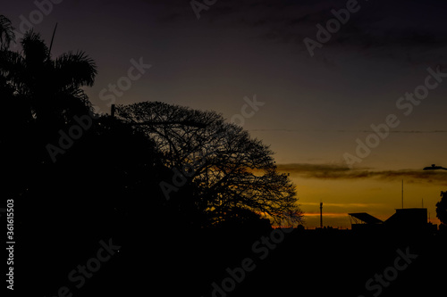 Crepúsculo atrás de silhueta de uma árvore decídua. Paineira (Ceiba Especiosa)  na arurora photo