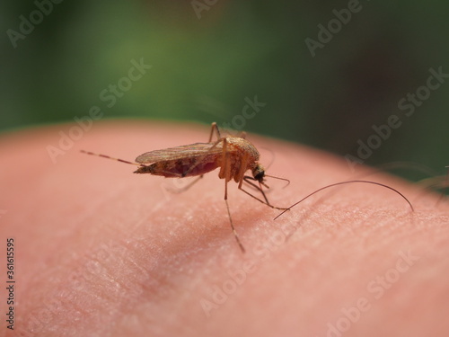 A mosquito sits on a person's skin and sucks blood.