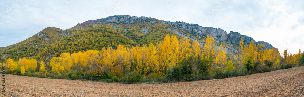 Fototapeta premium Populus in Autumn colors, Fall colors, Torrecilla en Cameros, Iregua River Valley, Cameros, La Rioja, Spain, Europe