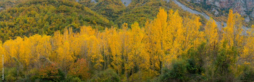 Fototapeta premium Populus in Autumn colors, Fall colors, Torrecilla en Cameros, Iregua River Valley, Cameros, La Rioja, Spain, Europe