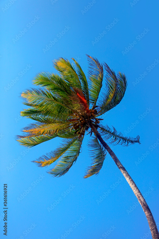 Fotografie Tree of a coco the bottom view