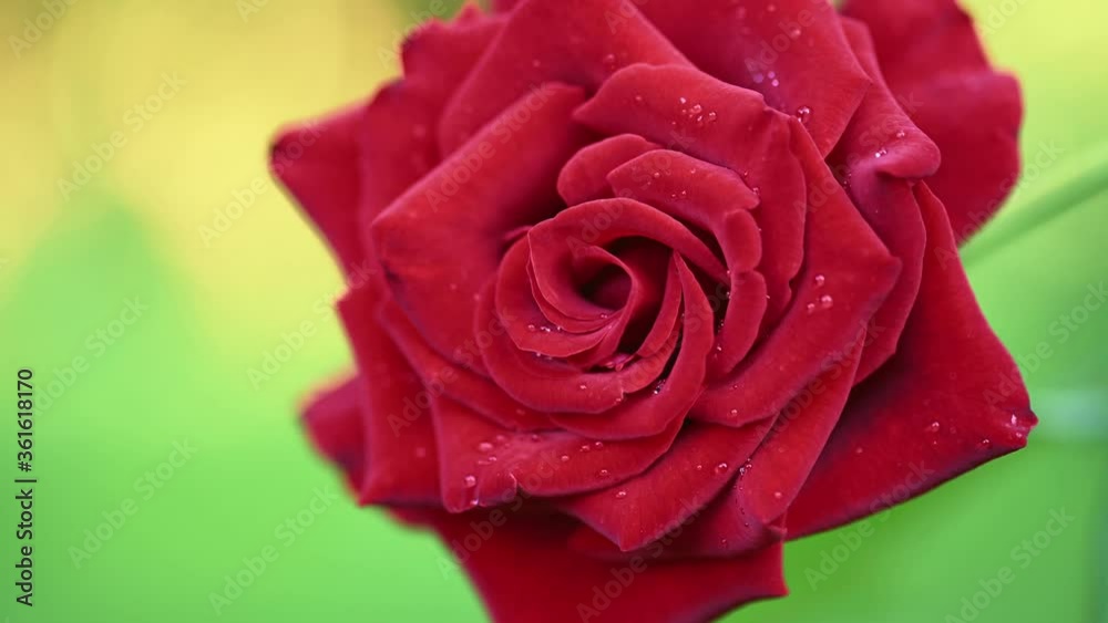 Red rose with dew drops Red rose with dew drops