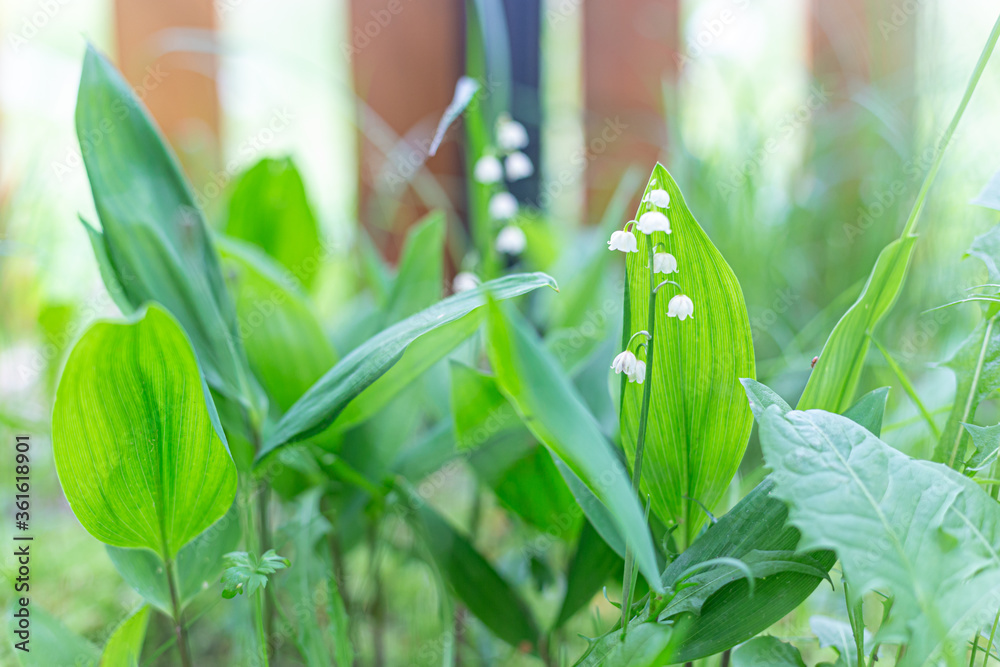 Obraz premium Spring flower of lily of the valley. Universal beautiful natural background, foliage. Greens, tenderness. Closeup, selective focus.