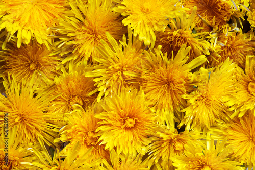 Background of yellow dandelion flowers. Texture