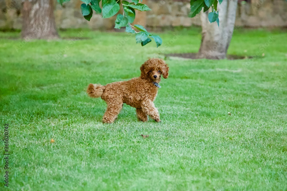 Fototapeta premium puppy poodle on grass
