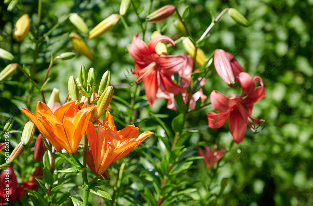 Obraz premium W ogrodzie