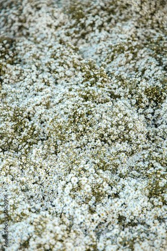 texture of flowers