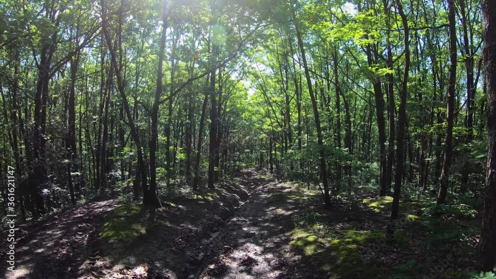 Beautiful forest in Romania on a sunny day. Beautiful forest in Romania on a sunny day.