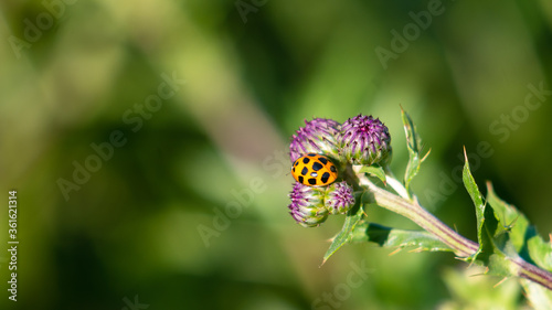 Ladybug resting o the welted thistle (carduus) buds. photo