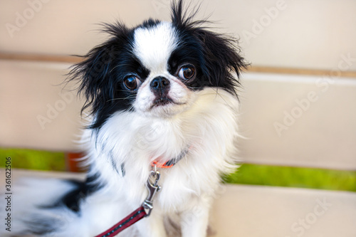 Portrait Japanese hin dog on wooden background. Decorative breed of dogs © Nadezhda