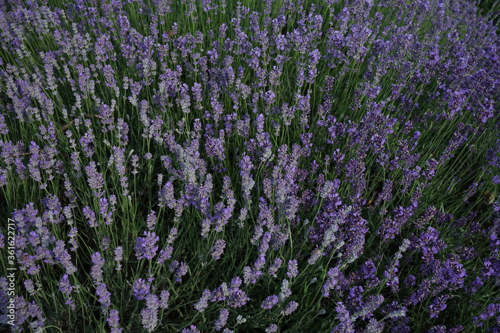 Fototapeta premium field of lavender