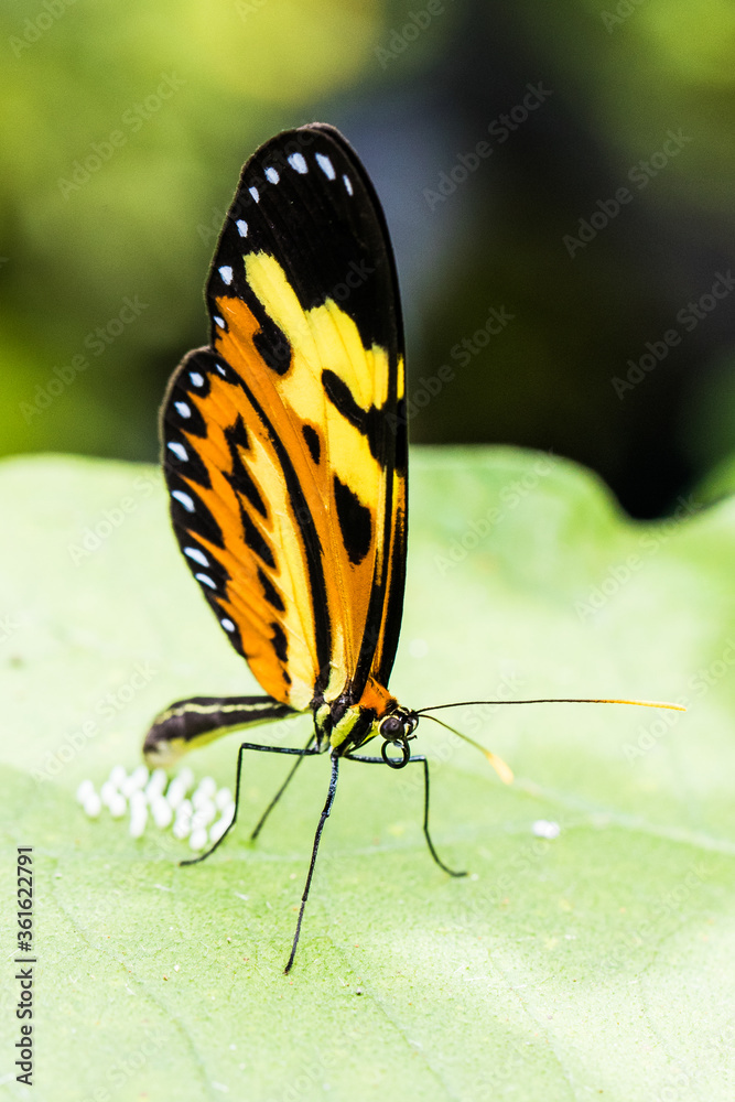 Obraz premium BORBOLETA