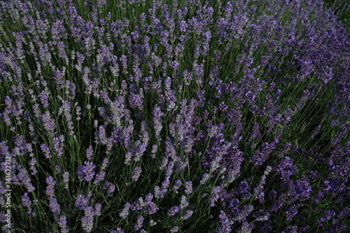 field of lavender