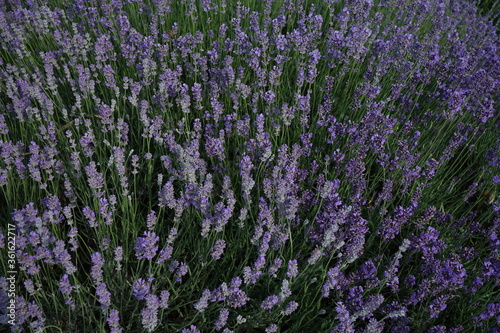 field of lavender