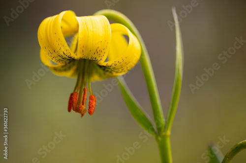 Lirio de los Pirineos (Lilium pyrenaicum)