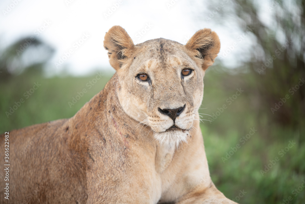 Löwe löwin africa safari Löwe löwin africa safari