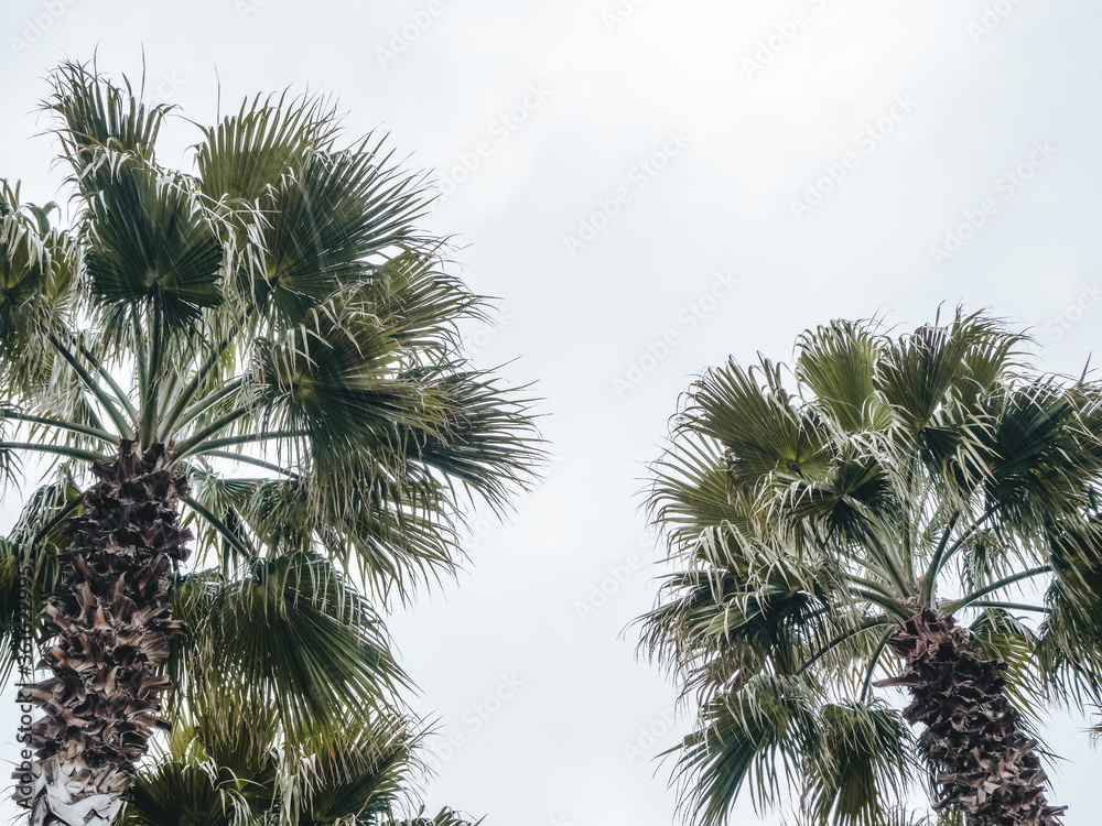 Closeup photo of the top of the top of two palm trees against a blue sky