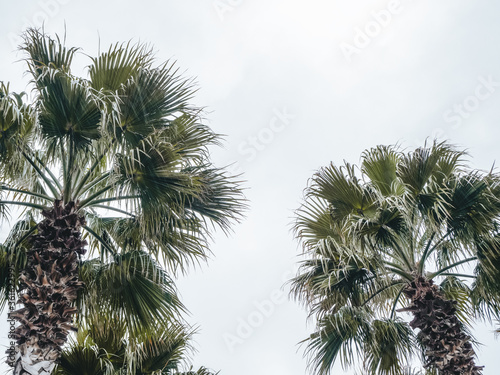 Closeup photo of the top of the top of two palm trees against a blue sky © jockermax3d