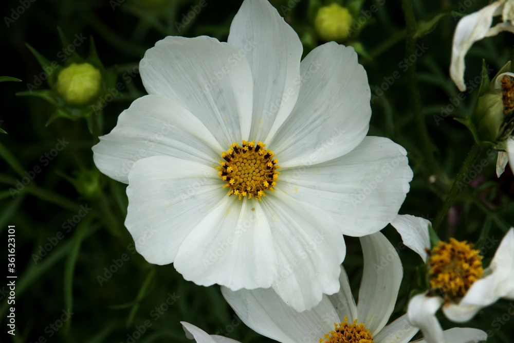 A white blooming flower in the garden A white blooming flower in the garden