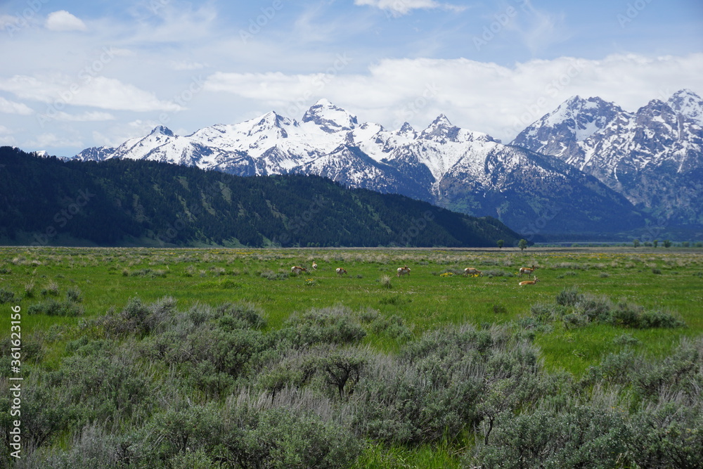 Group of pronghorns in a field in Grand Teton National Park, Wyoming (USA)
