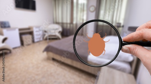 Control pest concept. Hand with a magnifying glass and insect