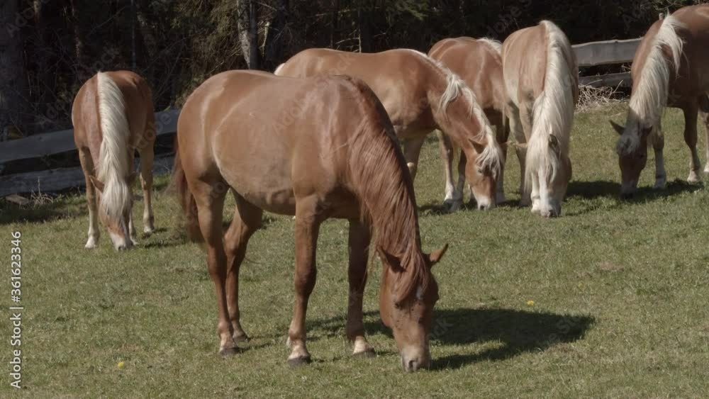 Grasende Pferde auf einer Wiese im Allgäu