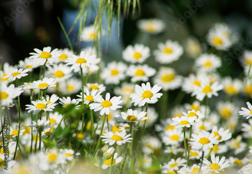 Beautiful white daisy flowers. Panoramic summer view of blooming wild flowers on meadow