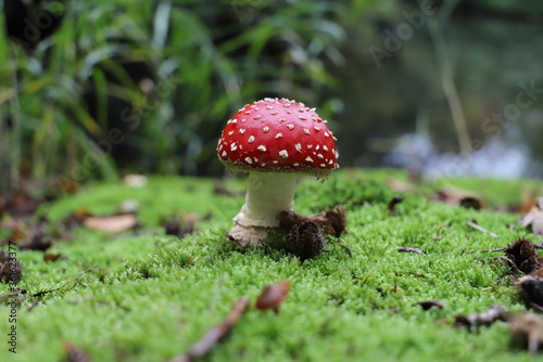 Selectively focus on a traditional mushroom red and white spotted.