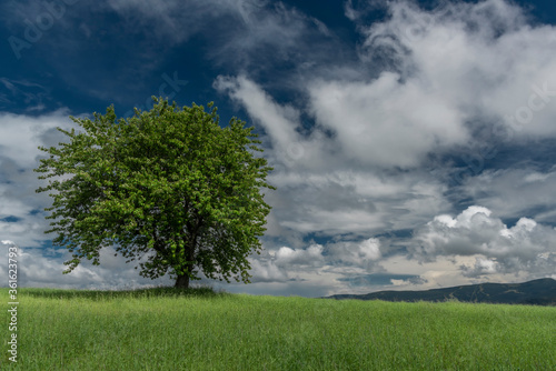 Cherry tree alone in green summer field in cloudy blue sky day