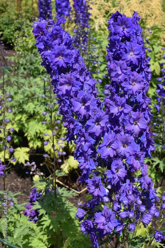 Obraz premium Closeup of blooming purple flowers